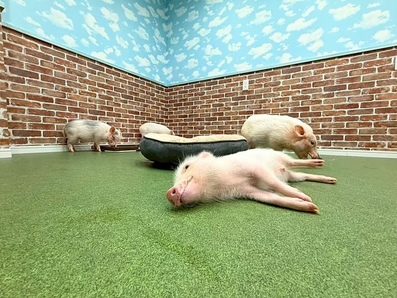 Micro Pig Cafe Experience in Osaka - Meet & Play at Buta Goya - What to know before you book