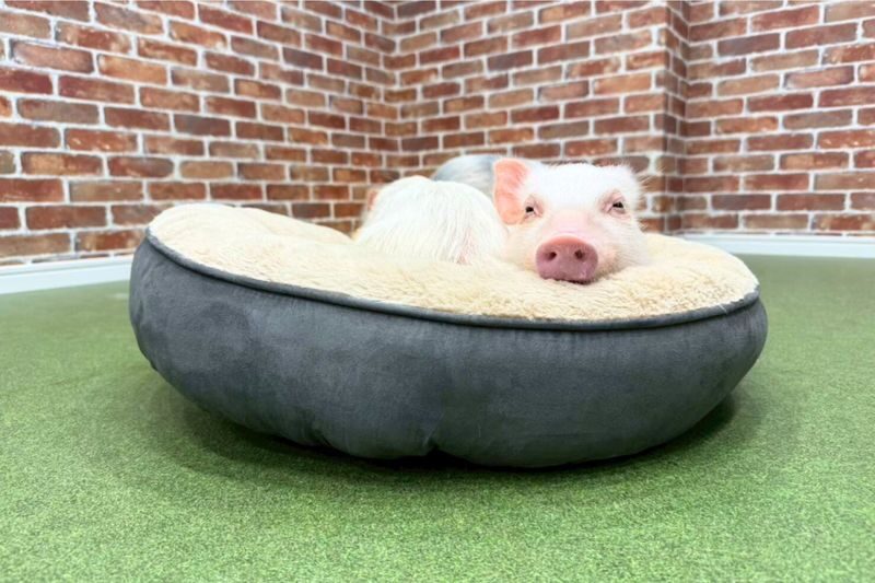 Micro Pig Cafe Experience in Osaka - Meet & Play at Buta Goya - The pigs, the staff, and the setting