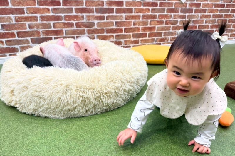 Micro Pig Cafe Experience in Osaka - Meet & Play at Buta Goya - Getting to Buta Goya in Osaka