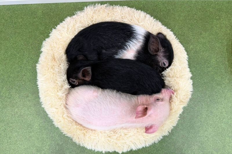 Micro Pig Cafe Experience in Osaka - Meet & Play at Buta Goya - Price and what you get for it