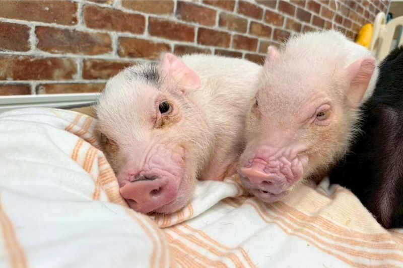 Micro Pig Cafe Experience in Osaka - Meet & Play at Buta Goya - A crucial health rule for recent arrivals