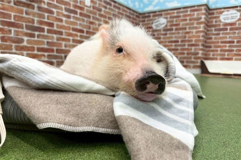 Micro Pig Cafe Experience in Osaka - Meet & Play at Buta Goya - Who will enjoy this visit most?