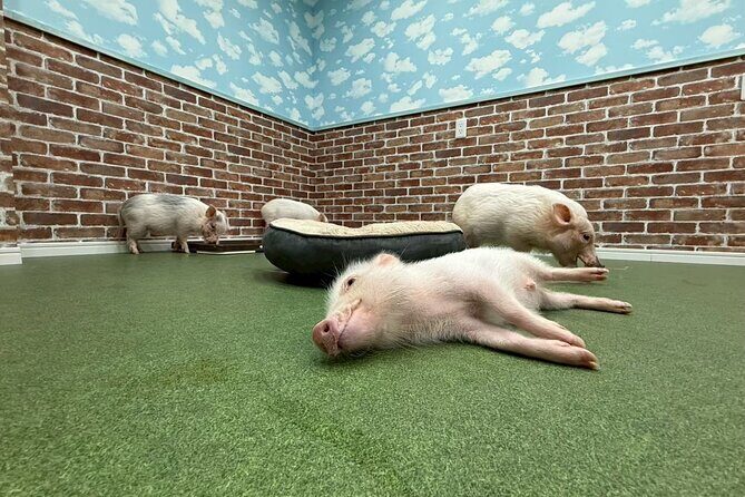 Micro Pig Café in Osaka Pet and Snap Cute Moments - Key Points