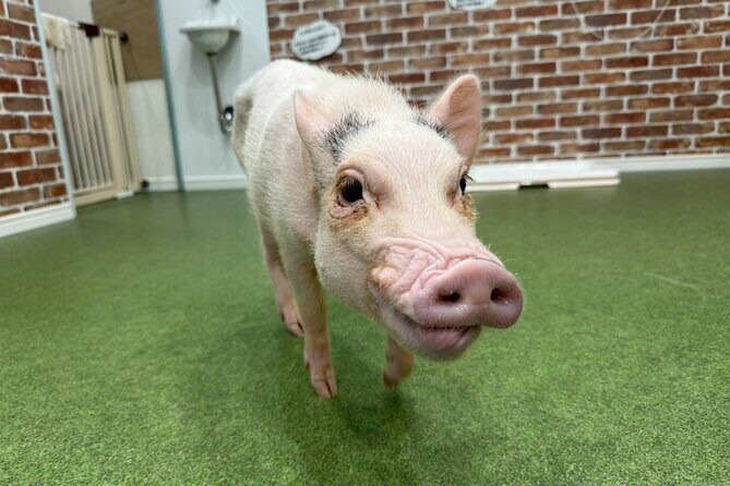 Micro Pig Café in Osaka Pet and Snap Cute Moments - A Deep Dive into the Micro Pig Café Experience