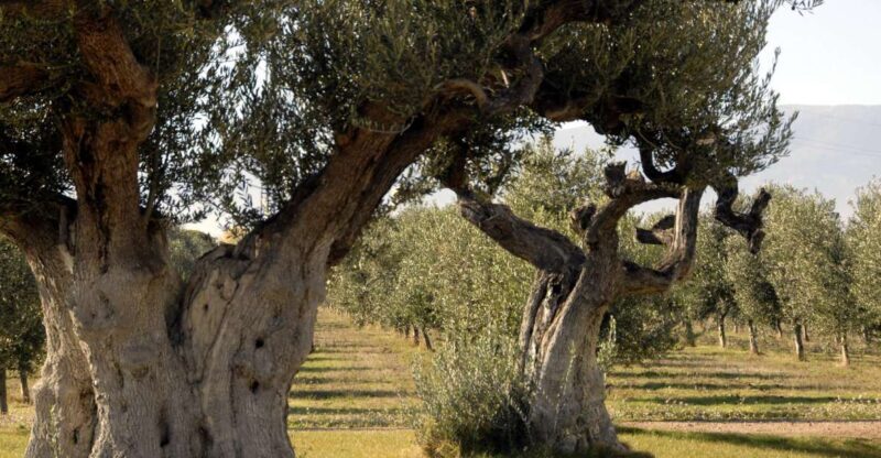 Midday Olive Oil Tour and Visit to Old Town of Belchite - Why the Tour Offers Great Value