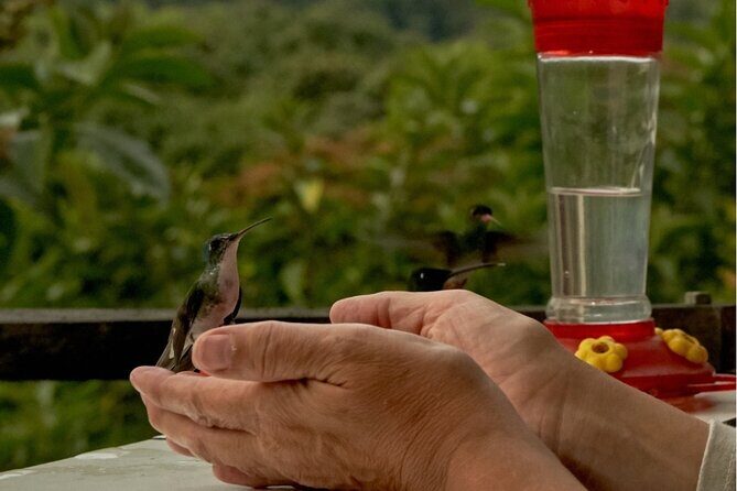 Middle of the World, Hummingbirds with Coffee Experience - Middle of the World, Hummingbirds with Coffee Experience: A Truly Enriching Day in Ecuador