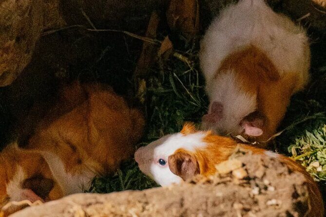 Middle of the World, Hummingbirds with Coffee Experience - Key Points