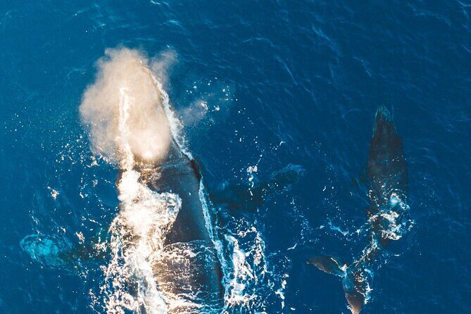 Midmorning Whale Watch from Lahaina Harbor - Frequently Asked Questions