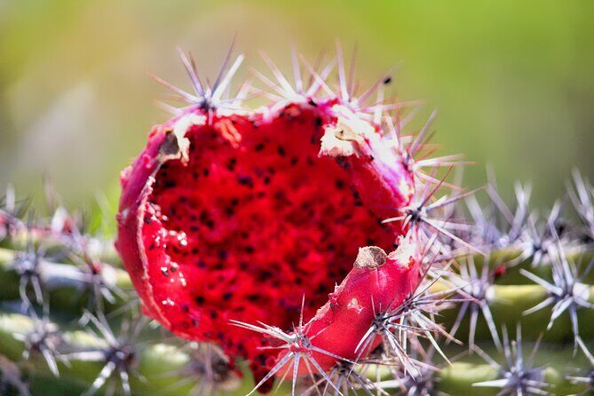 Migriño Beach ATV Extreme Adventure - Authenticity and experiences from reviews
