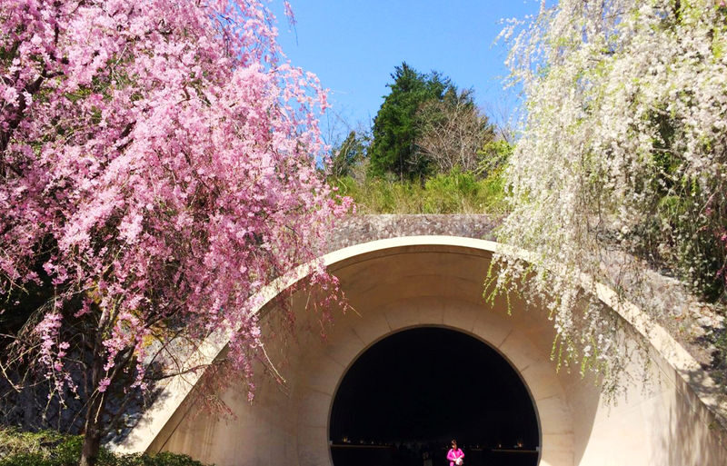 Miho Museum & Old Chikurin-in & Hiyoshi Taisha Shrine on Mount Hiei & Lake Biwa-Shirahige Shrine One-Day Tour (Osaka/Kyoto pick-up and drop-off available) - Shirahige Shrine and the torii in Lake Biwa
