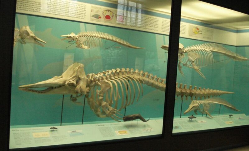 Milan: Natural History Museum Entry Ticket & Audio Guide - Key Points