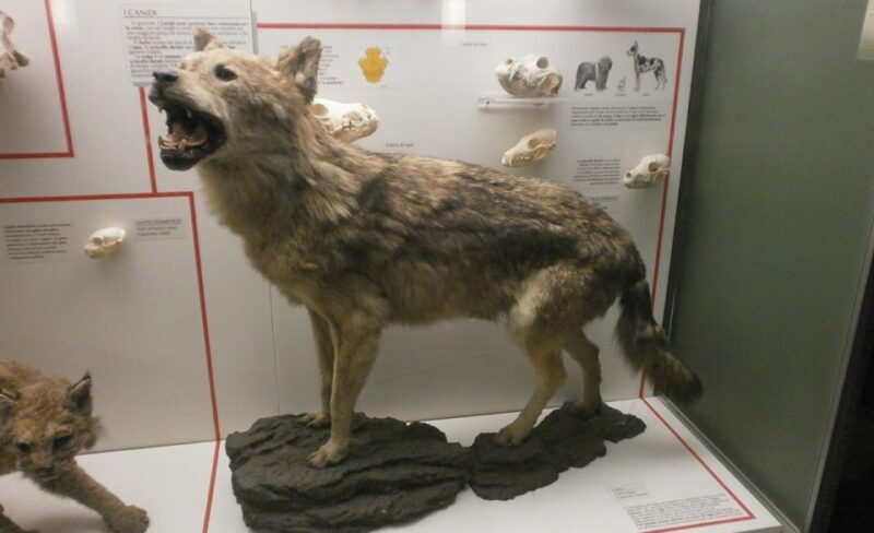 Milan: Natural History Museum Entry Ticket & Audio Guide - Practical Considerations