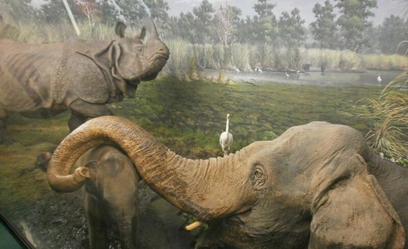 Milan: Natural History Museum Entry Ticket & Audio Guide - Final Thoughts