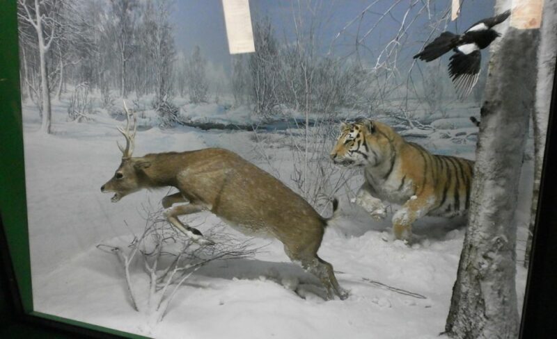 Milan: Natural History Museum Entry Ticket & Audio Guide - FAQ