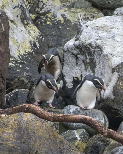 Milford Sound: 2-Hour Wildlife & Nature Cruise - Final Thoughts