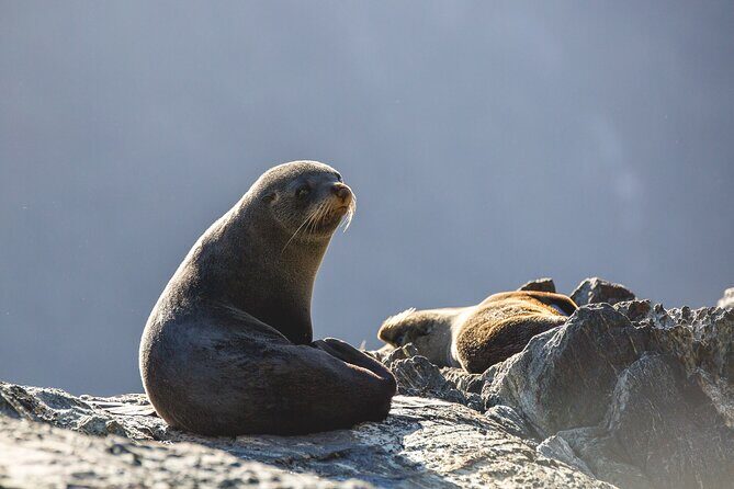 Milford Sound Cruise - RealNZ - FAQs about the Milford Sound Cruise - RealNZ