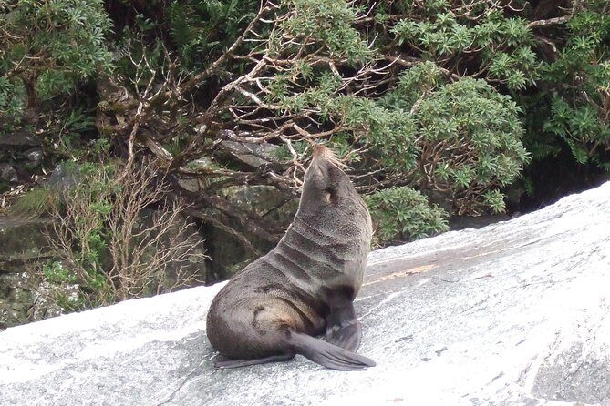 Milford Sound Glacier Flight & Cruise from Wanaka - Who Is This Tour Best For?