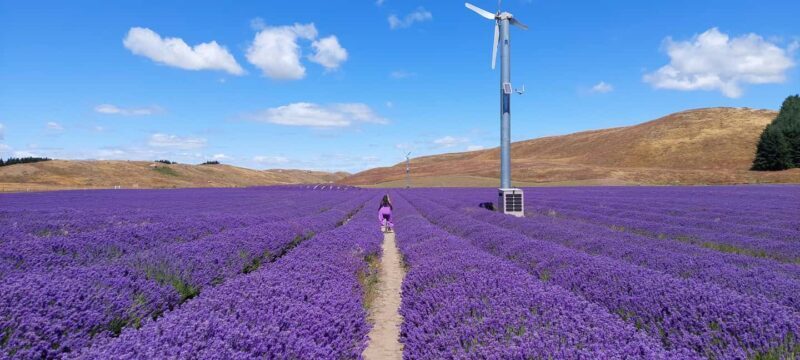 Milford Sound, Mount Cook & More: 4 Day Tour from Queenstown - The Experience and Value