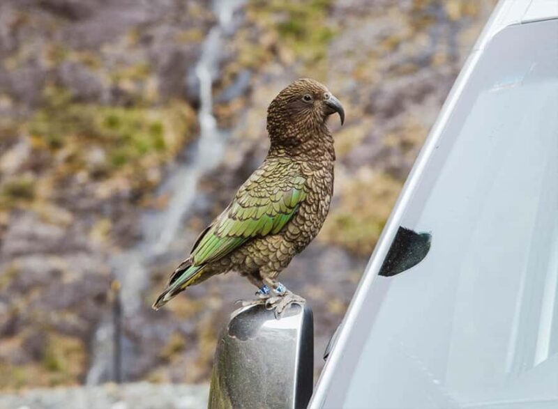 Milford Sound: Small-Group Tour from Te Anau - Exploring Milford Sound from Te Anau: A Journey Worth Taking