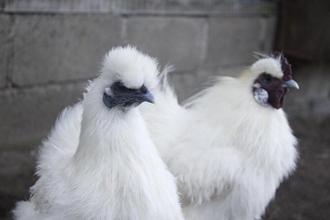 Milking cows and breakfast at "El Terruño de los Torres" - Key Points
