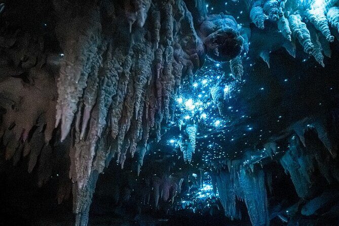 Milky Way Glowworm Cave Tour - An In-Depth Look at the Milky Way Glowworm Cave Tour