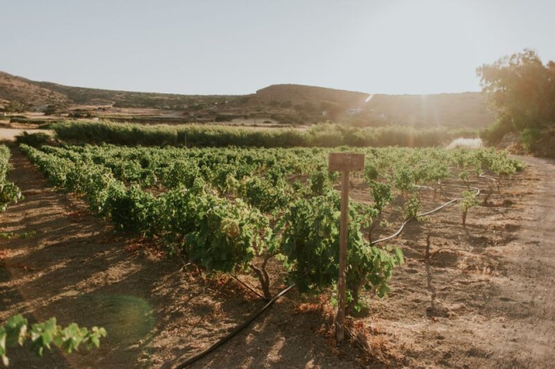 Milos Island: Kostantakis Winery Wine Tasting Experience - The Itinerary in Detail