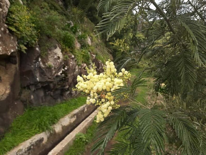 Mimosa Valley Trail: Explore Maroços - Key Points