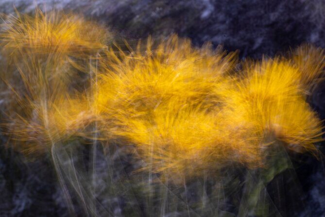 Mindful Photo Walk at Princess Pavilion & Gyllyngdune Gardens - The Value of the Experience