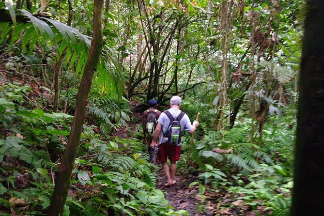 Mindfulness Rainforest Hike, Forest Bathing, Volcanic Hot Springs - Key Points