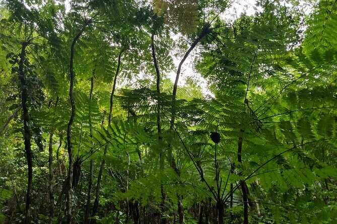 Mindfulness Rainforest Hike, Forest Bathing, Volcanic Hot Springs - The Sum Up: A Peaceful, Authentic Journey into Nevis’s Natural Heart