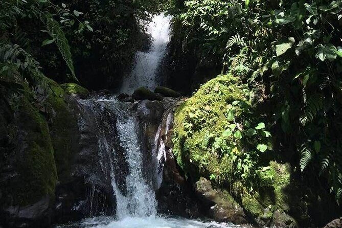 Mindo Bird Watching Tour from Quito - Final Thoughts: Who Should Consider This Tour?