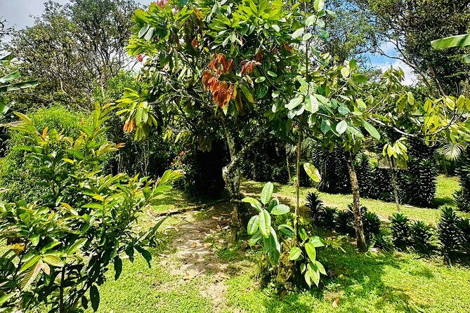 Mindo Chocolate Tour - What Travelers Are Saying