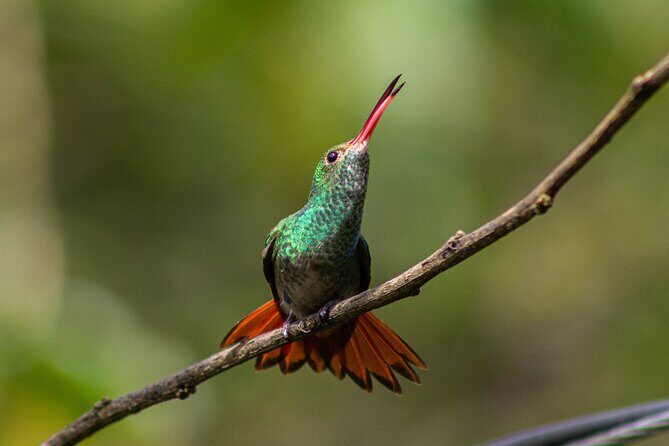 Mindo Cloud-Forest birding and naturalist tour - A Closer Look at the Mindo Cloud-Forest Birding and Naturalist Tour