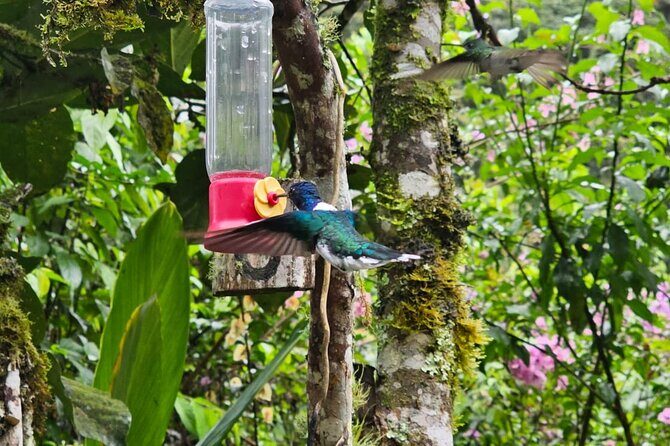 Mindo Cloud Forest Birdwatching Tour - Who Should Book This Tour?