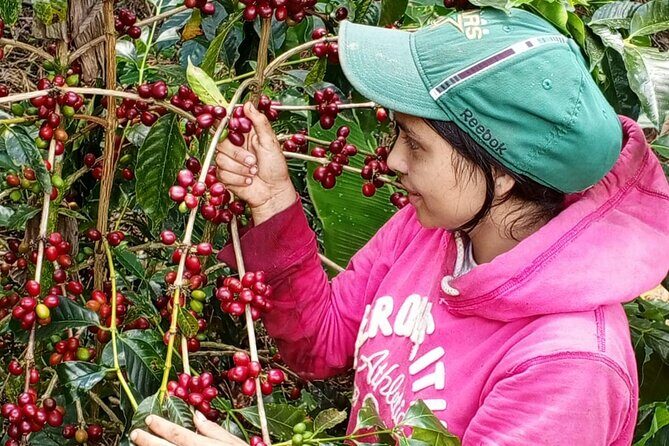 Mindo Cloud Forest Birdwatching Tour - The Sum Up