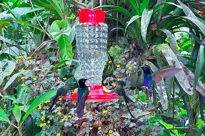 Mindo Cloud Forest Customizable - An In-Depth Look at the Mindo Cloud Forest Tour