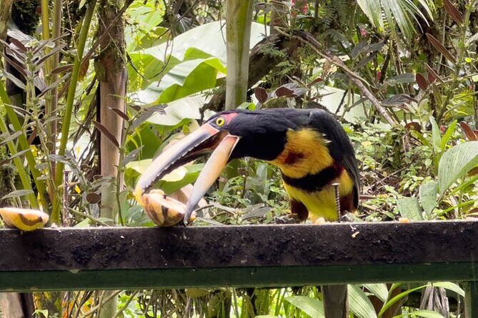 Mindo Cloud Forest Day Trip from Quito  Birdwatching & Adventure - Key Points