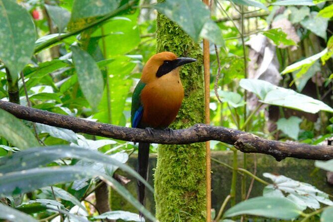 Mindo Cloud Forest Day Trip from Quito  Birdwatching & Adventure - Experience Overview: Your Day in Mindo