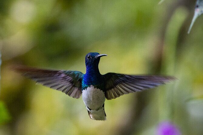 Mindo Cloud Forest Experience THE CUSTOMIZELY ONE from Quito - Experience the Mindo Cloud Forest with a Customizable Day Trip from Quito