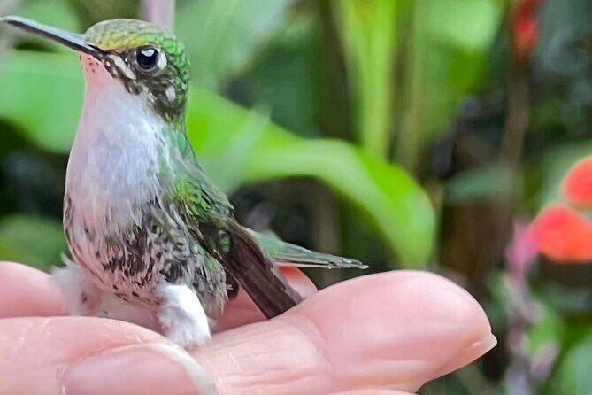 Mindo Cloud Forest Full Day (flexible itinerary) - Who Is This Tour Best Suited For?