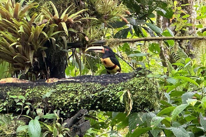 Mindo Cloud Forest Full-Day Tour from Quito with Lunch - Key Points