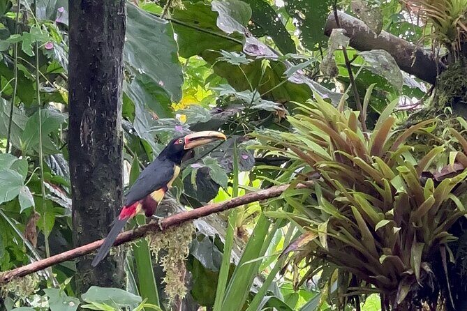 Mindo Cloud Forest Full-Day Tour from Quito with Lunch - A Deep Dive into the Mindo Cloud Forest Tour