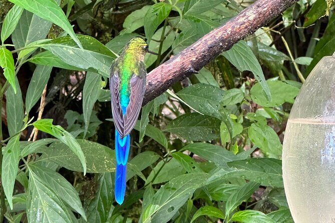 Mindo Cloud Forest Full-Day Tour from Quito with Lunch - Practical Tips for Travelers