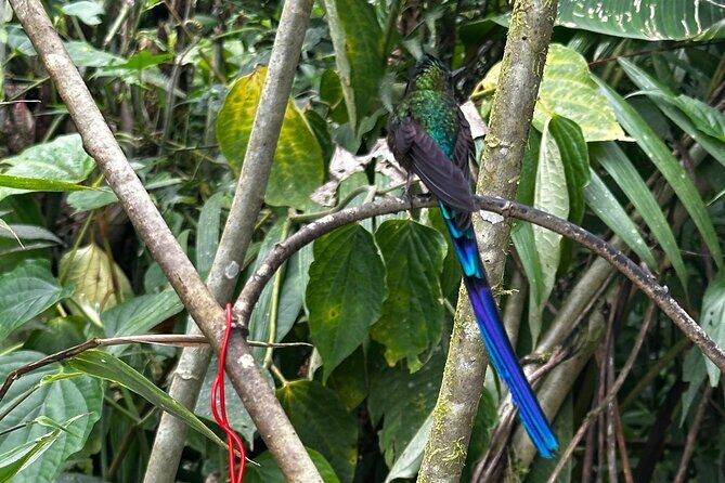 Mindo Cloud Forest Full-Day Tour from Quito with Lunch - Who Will Love This Tour?