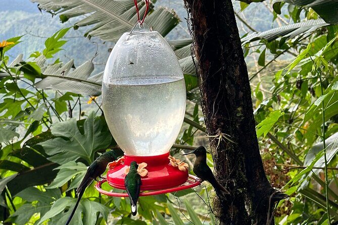 Mindo Cloud Forest Full-Day Tour from Quito with Lunch - FAQ
