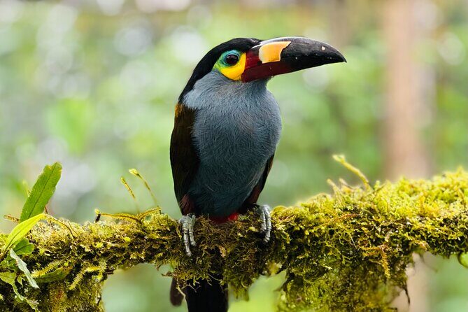 Mindo Cloud Forest Guided Private Tour - Key Points