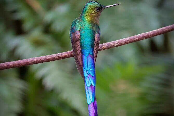 Mindo Cloud Forest Guided Private Tour - Who Is This Tour For?