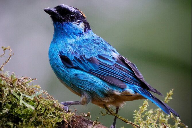 Mindo Cloud Forest Guided Private Tour with Fees Included - Transportation, Guides, and Overall Value