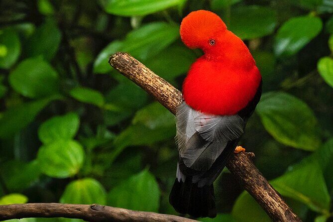 MINDO CLOUD FOREST: Nature & Adventure - Flexible Private Day Tour - Is This Tour Worth It?