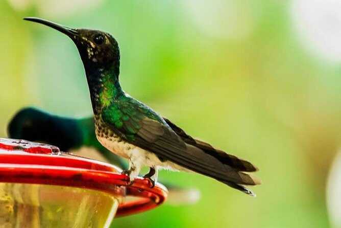 MINDO CLOUD FOREST - Nature & Birds - Personalized Experience - FAQ